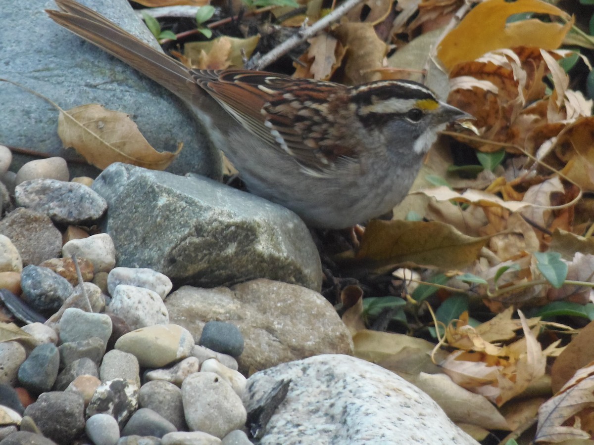 White-throated Sparrow - ML556203301