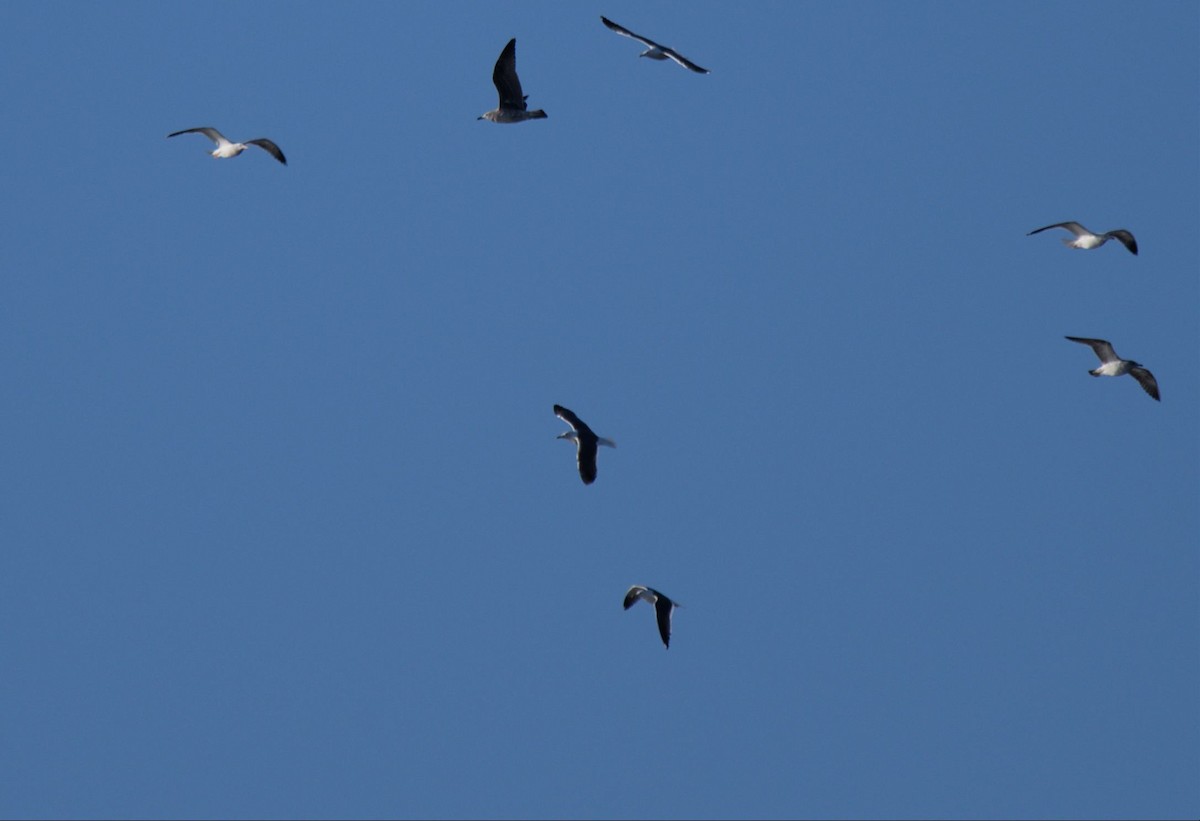 Lesser Black-backed Gull - ML556204331