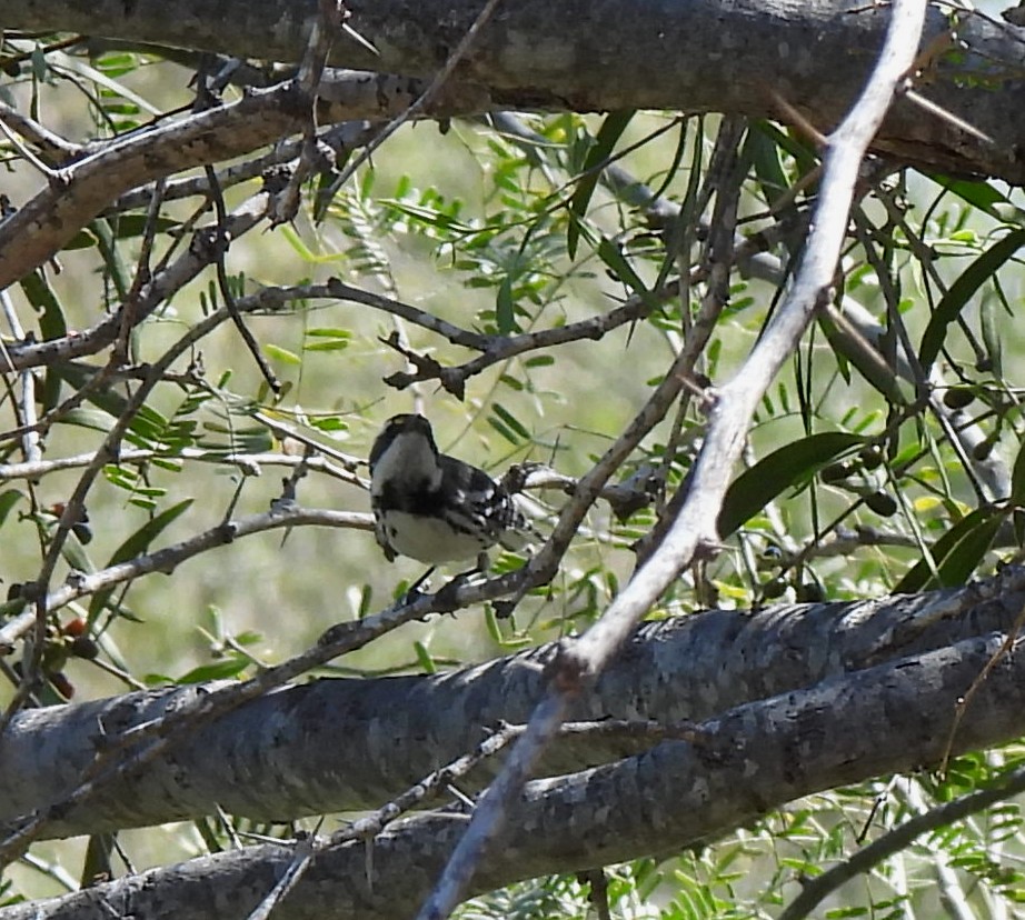 Black-throated Gray Warbler - ML556204991