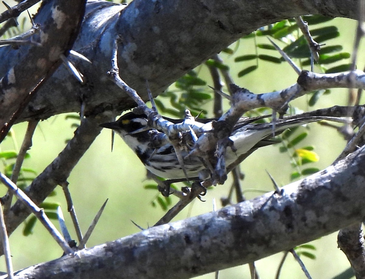 Black-throated Gray Warbler - ML556205001