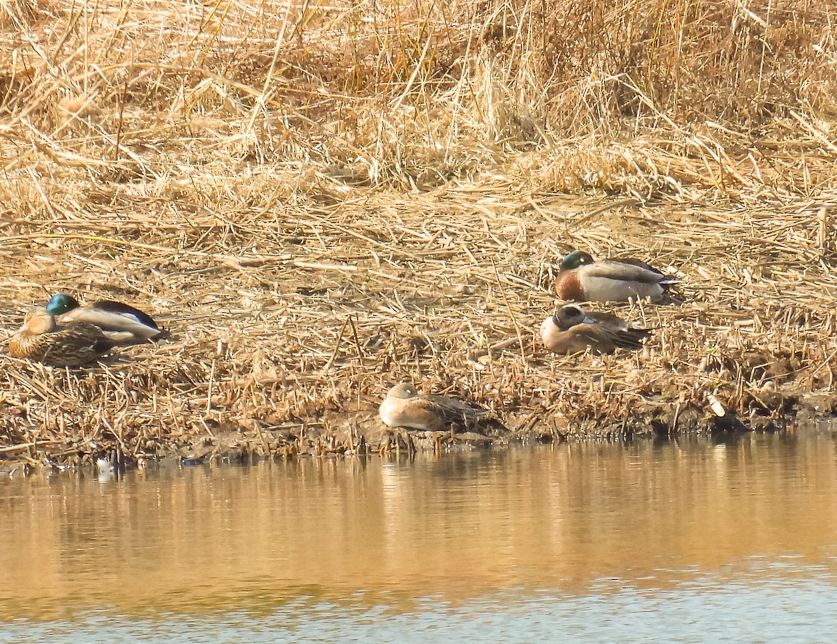 American Wigeon - ML556205781