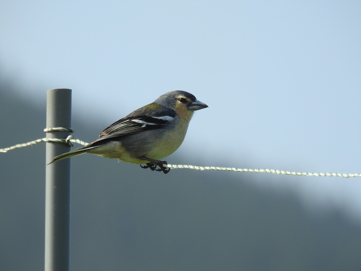 Azores Chaffinch - Jorge Pérez