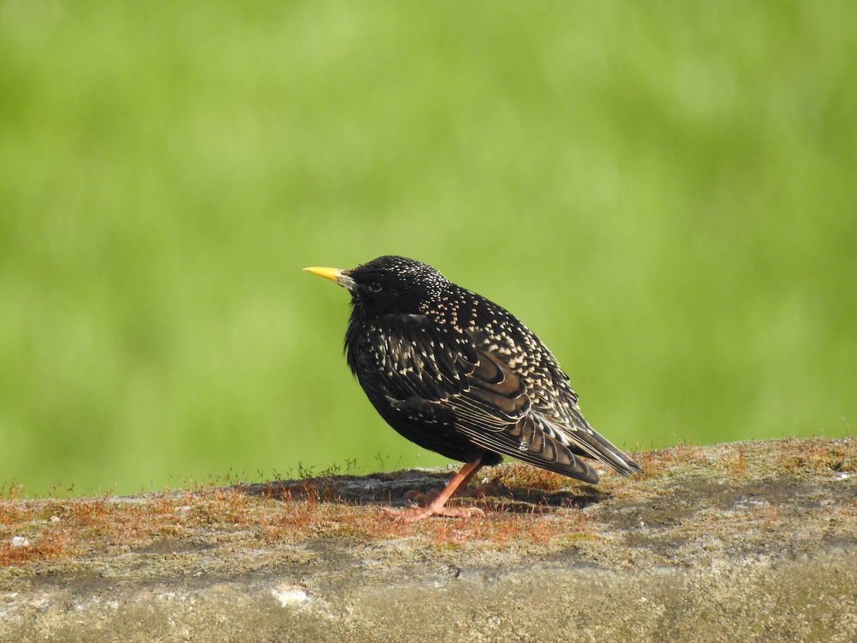 European Starling - ML556206531