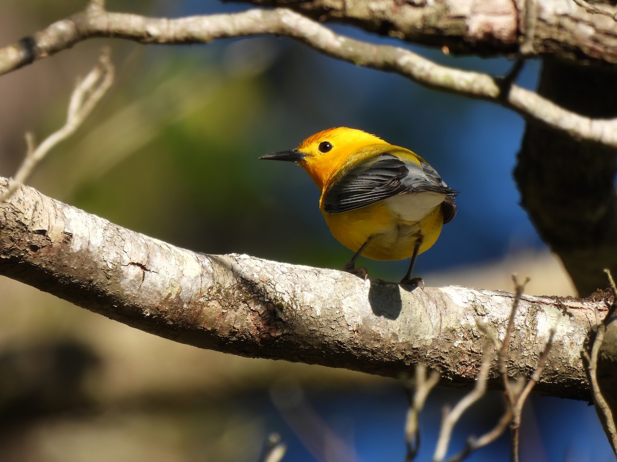 Prothonotary Warbler - Matthew Krawczyk