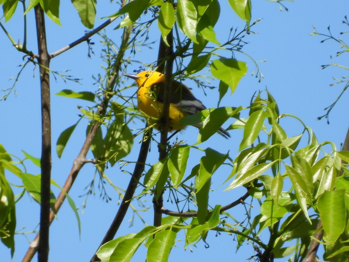 Prothonotary Warbler - ML556206861