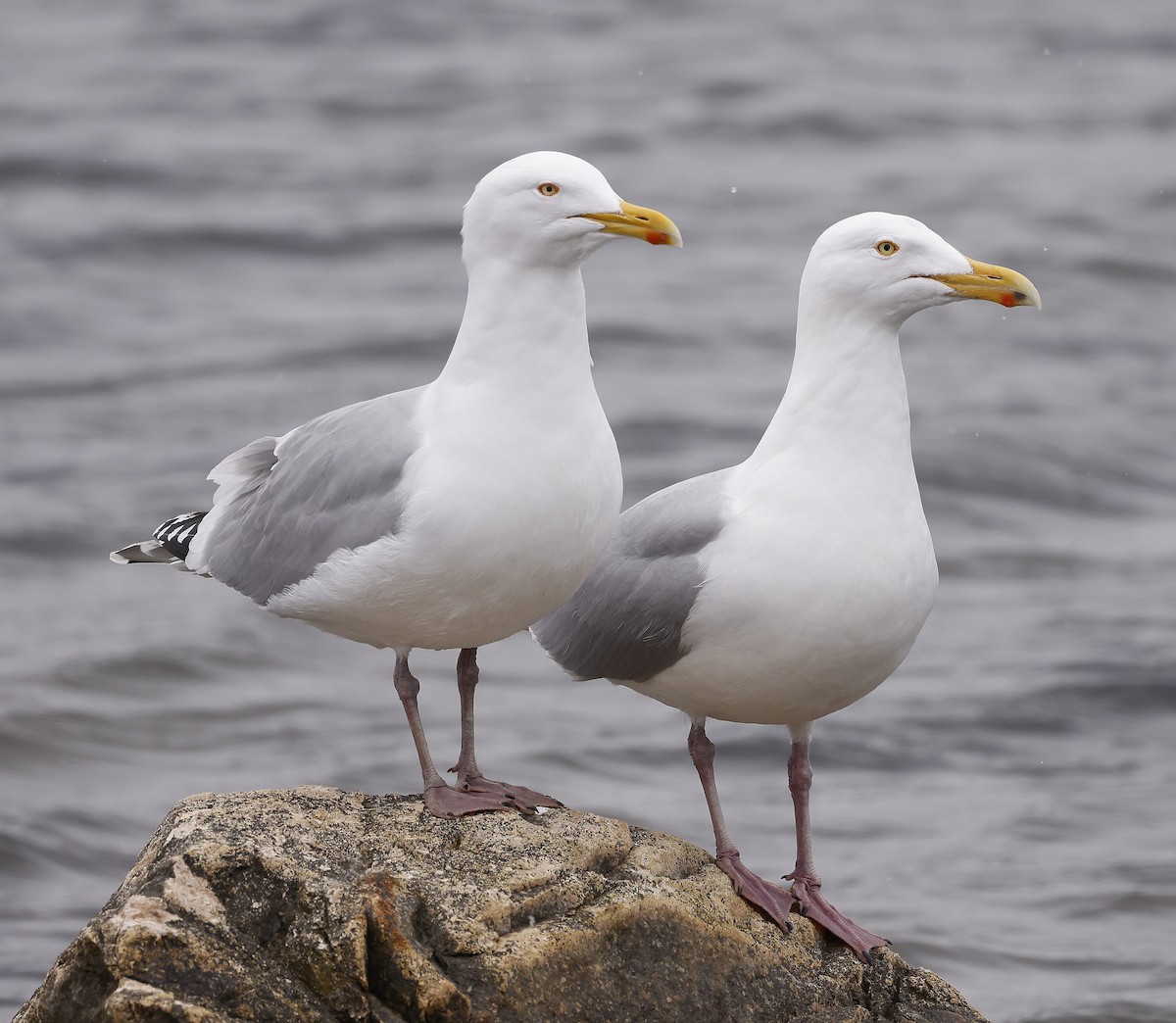 Goéland argenté (smithsonianus) - ML556206911