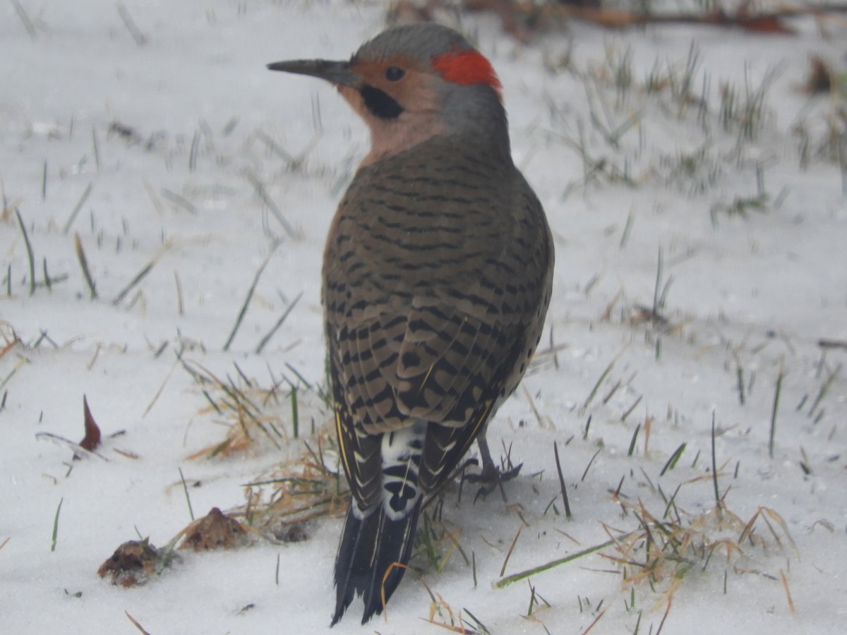 Northern Flicker - Kathleen Spicer