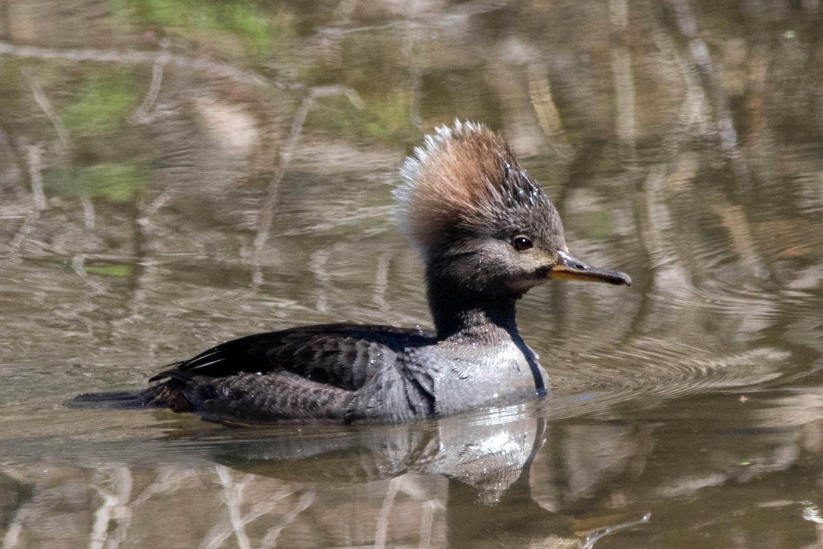 Hooded Merganser - ML556208381