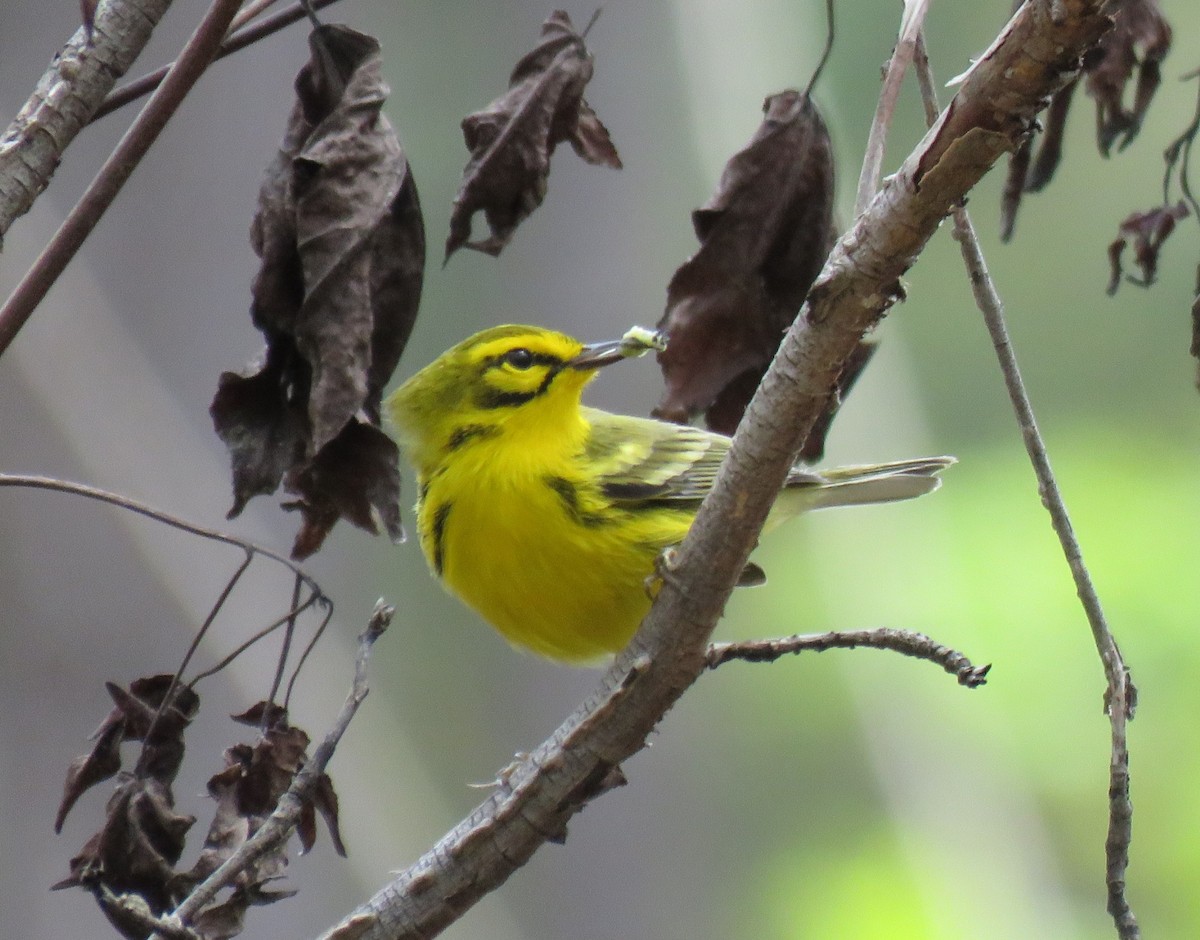 Prairie Warbler - ML556208441