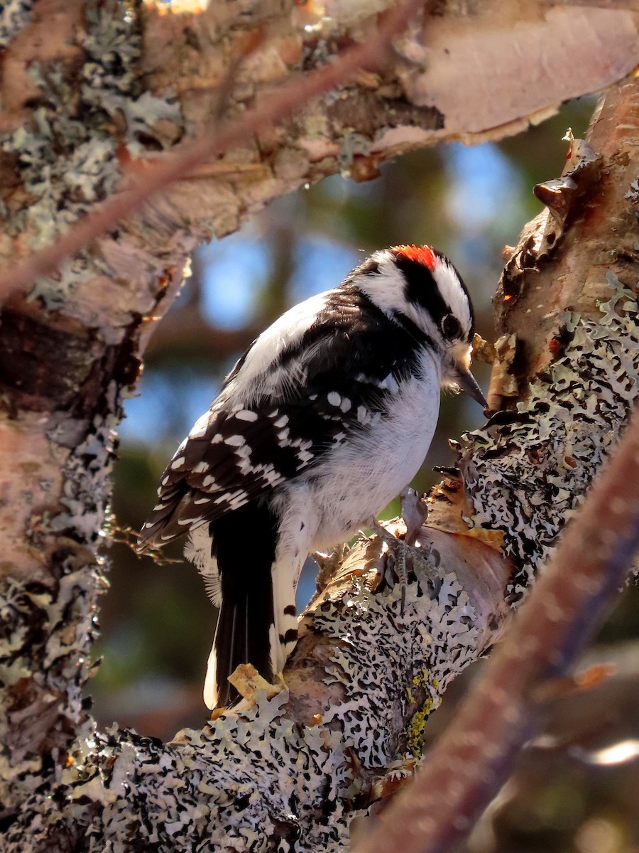 Downy Woodpecker - ML556208681