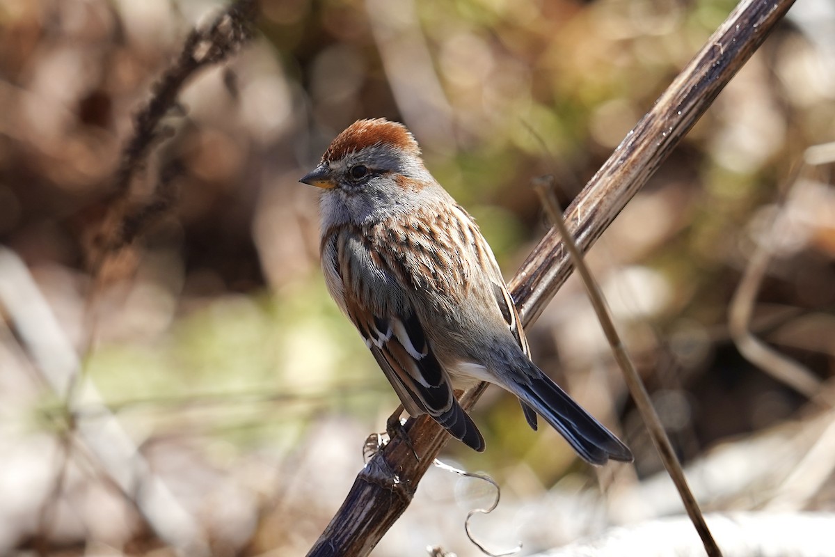 American Tree Sparrow - ML556209071