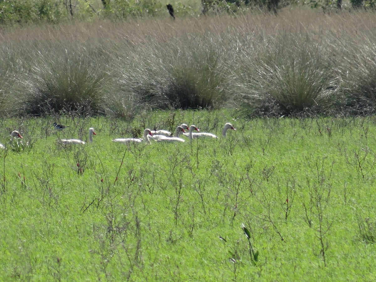 Coscoroba Swan - ML556209161