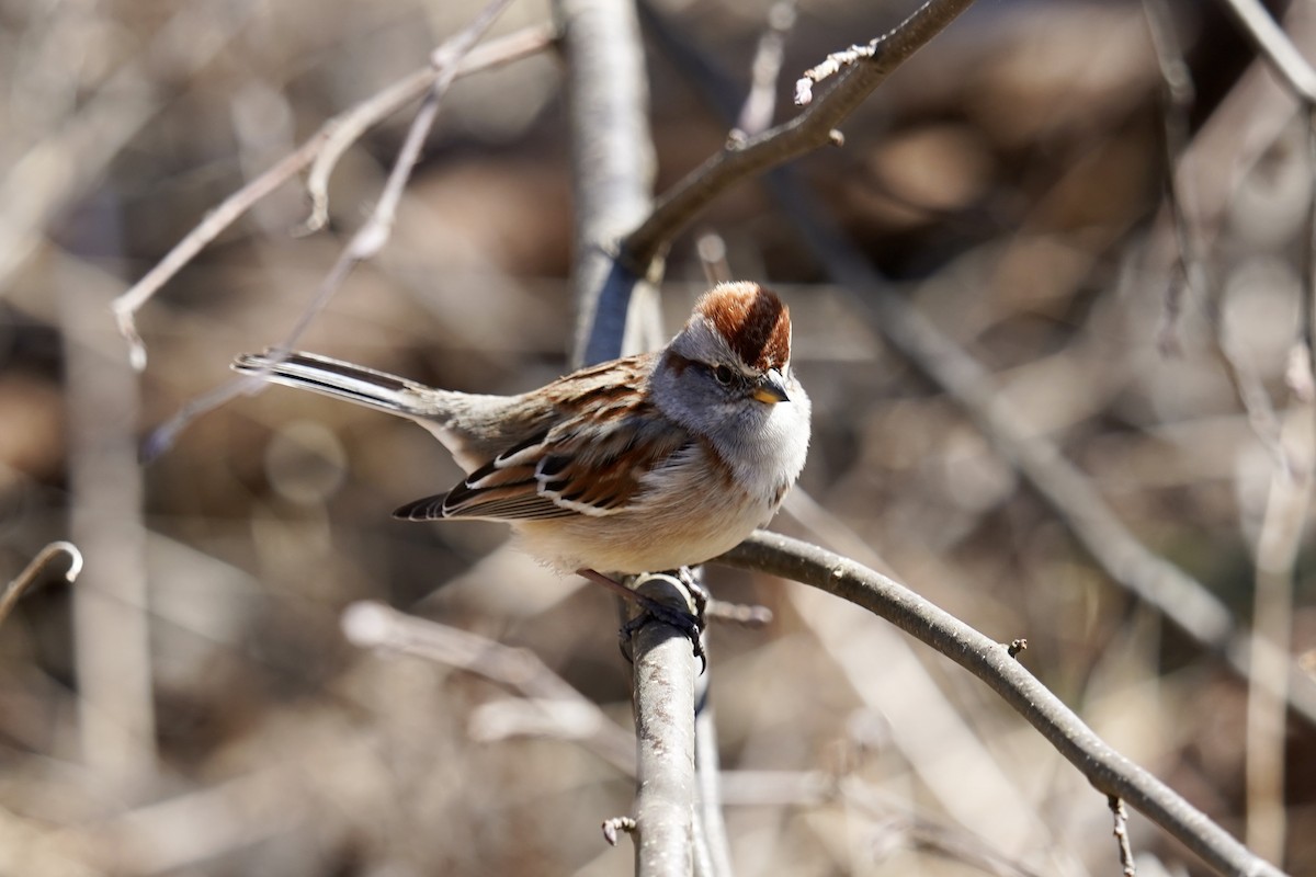 American Tree Sparrow - ML556209231