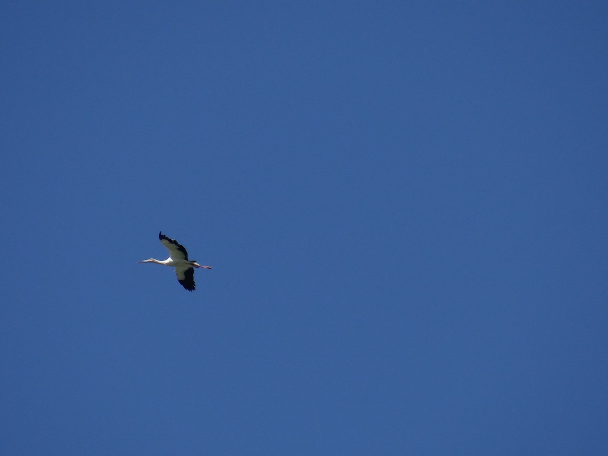 Cigogne maguari - ML556209281
