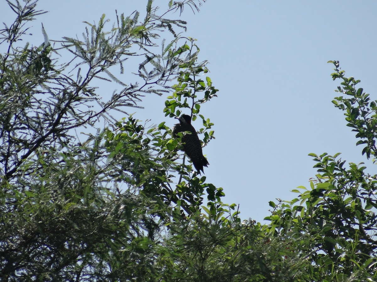 Green-barred Woodpecker - ML556209411