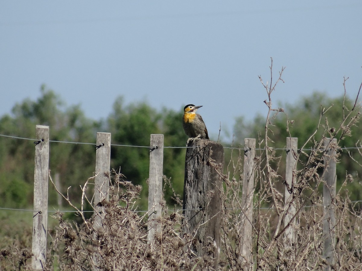 Carpintero Campestre - ML556209441