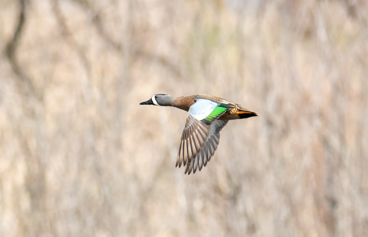 Blue-winged Teal - Brian Barnabo