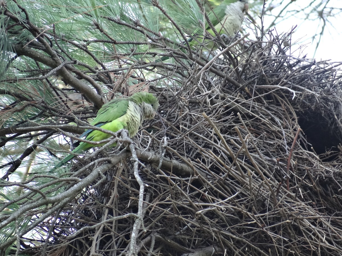 Monk Parakeet - ML556209571