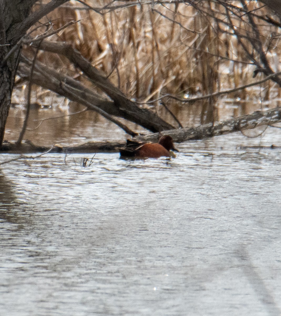 Cinnamon Teal - Brian Barnabo