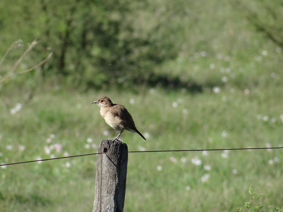 Rufous Hornero - ML556209681