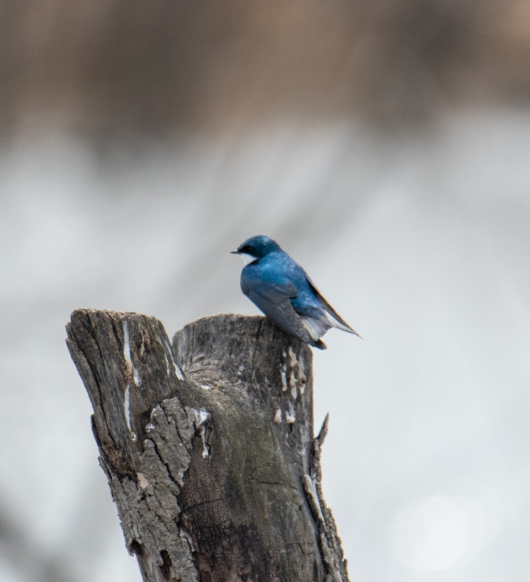 Golondrina Bicolor - ML556210081