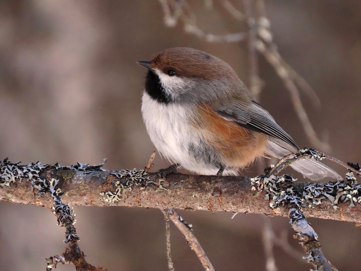 Boreal Chickadee - ML556210261