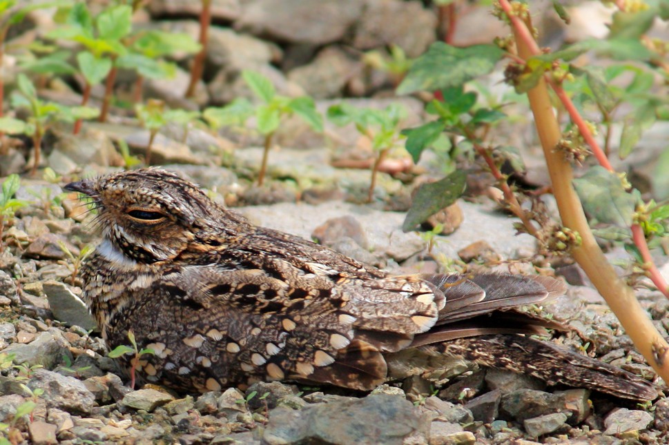 Scrub Nightjar - Eduardo Zavala B.