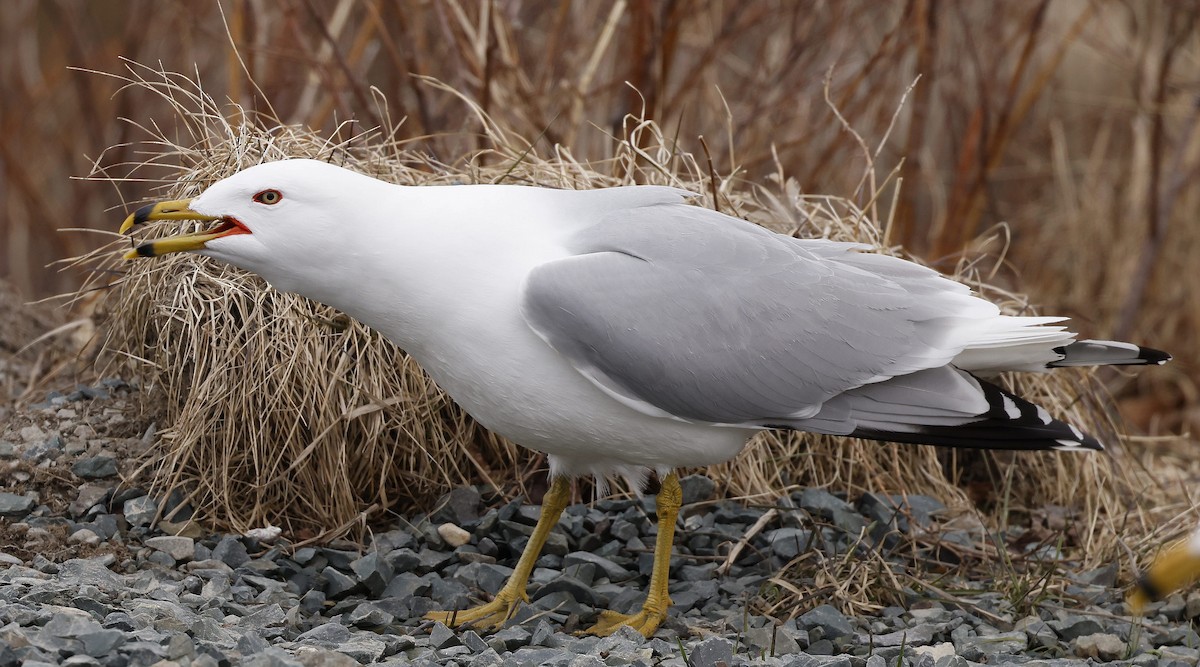 Ring-billed Gull - Charles Fitzpatrick