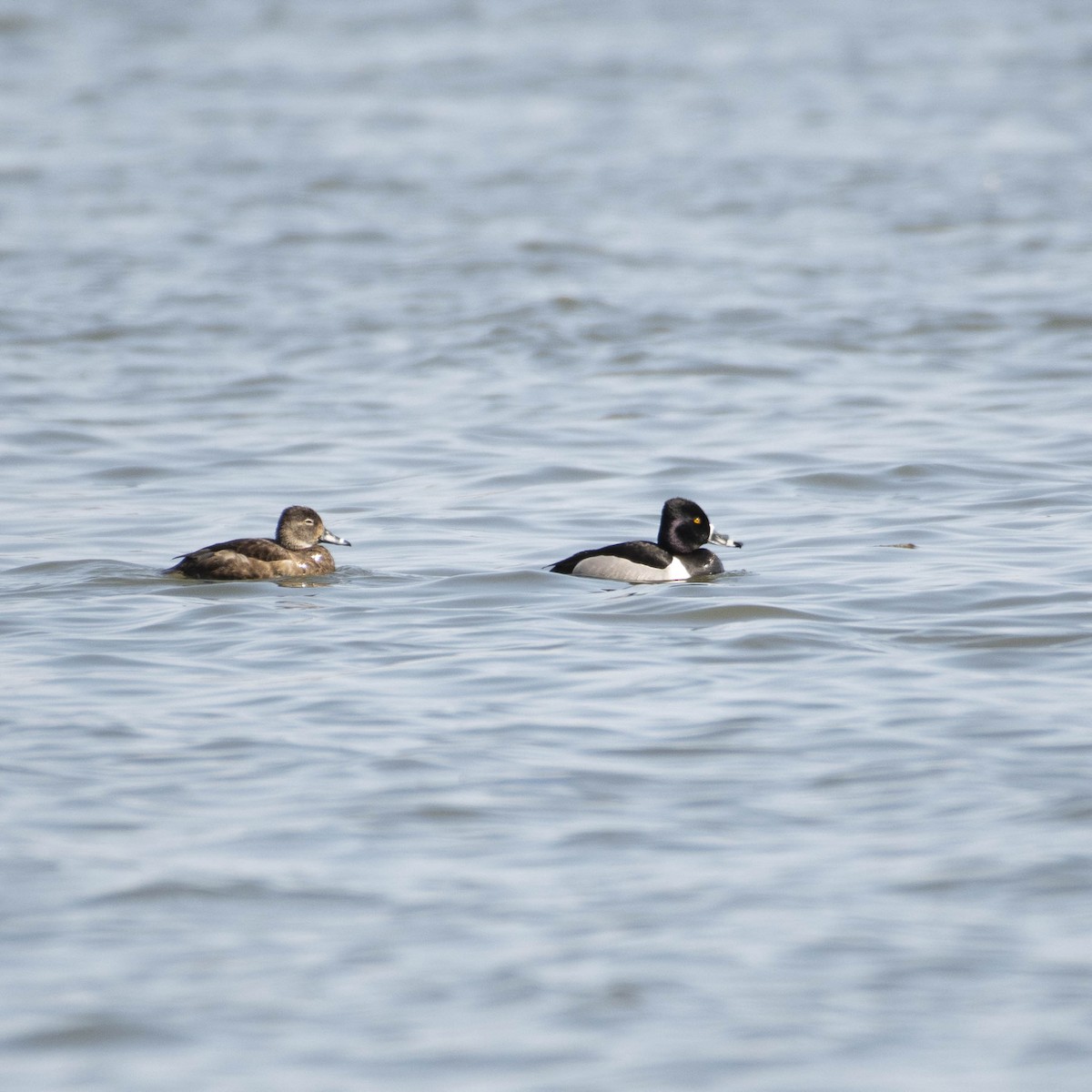 Ring-necked Duck - ML556211681