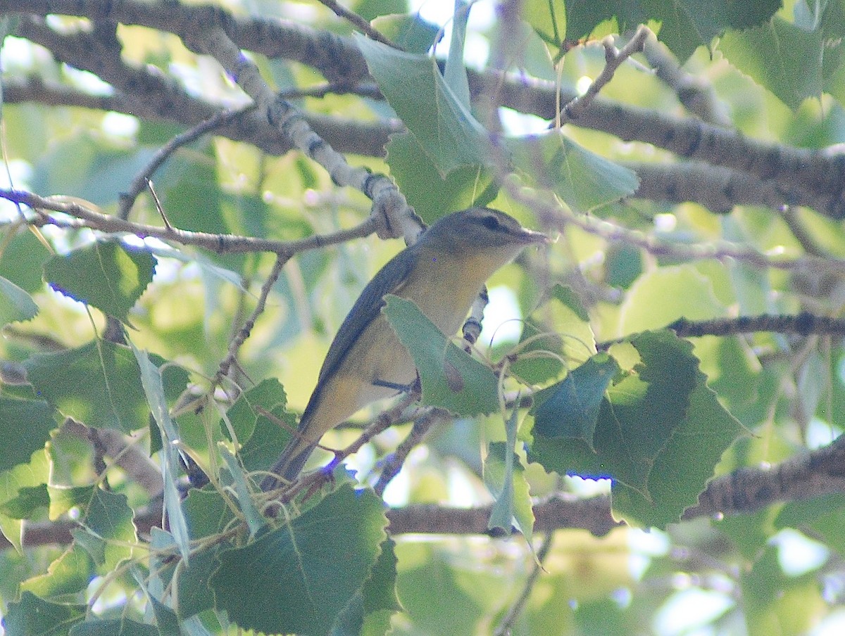 Philadelphia Vireo - ML55621171
