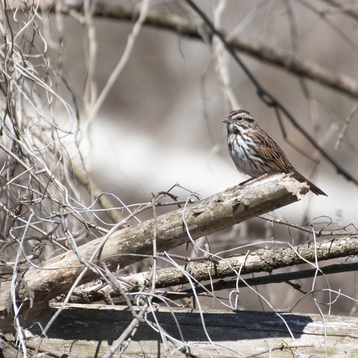 Song Sparrow - ML556212171