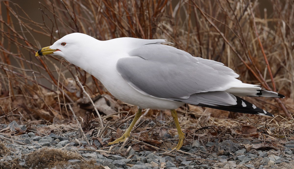 Ring-billed Gull - ML556212251