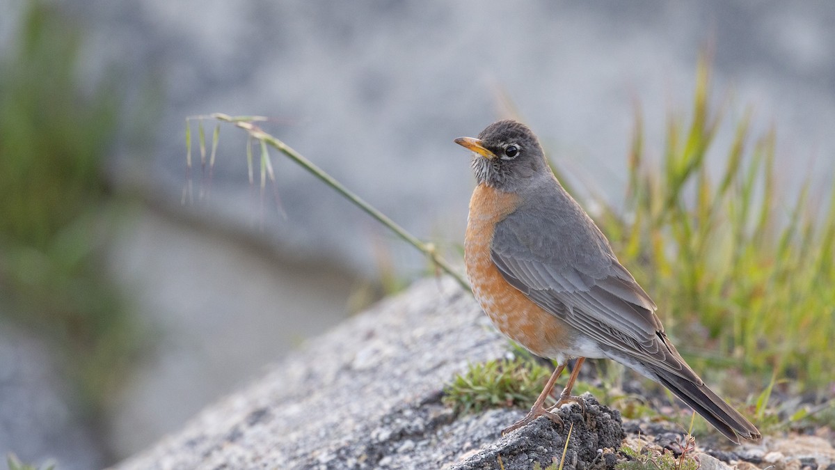 American Robin - ML556212941