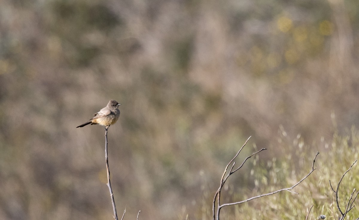 Say's Phoebe - ML556214241