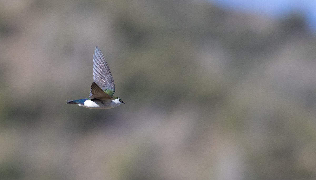 Violet-green Swallow - Ian Davies