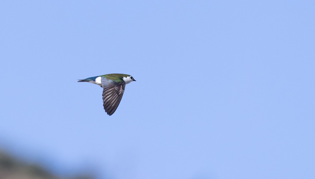 Violet-green Swallow - Ian Davies
