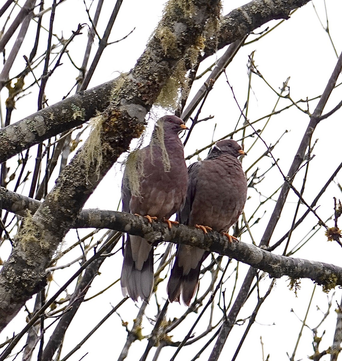 Band-tailed Pigeon - ML556214791