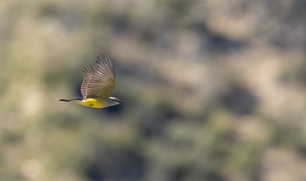 Western Kingbird - Ian Davies