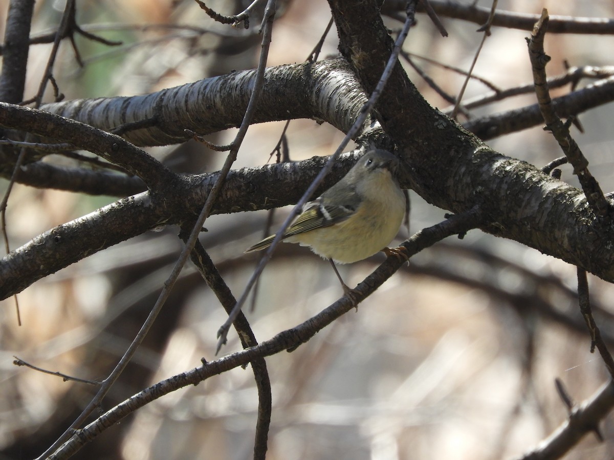 Ruby-crowned Kinglet - ML556215371