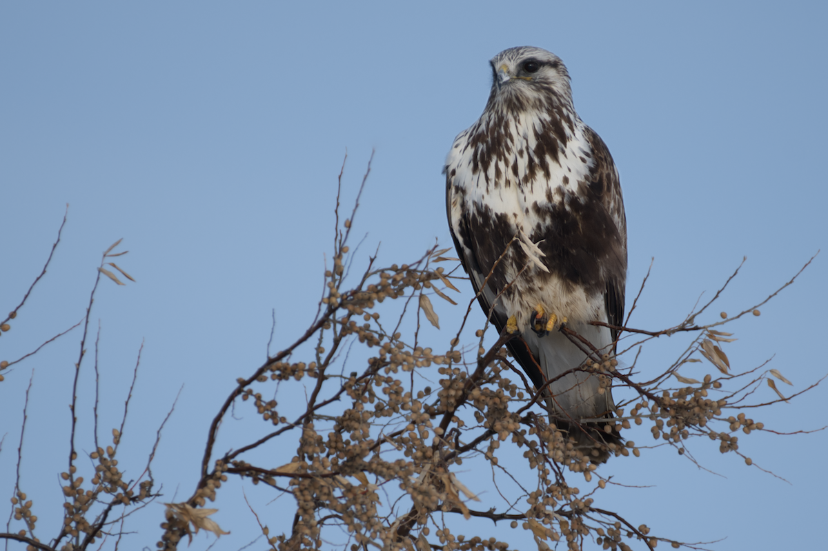 Rough-legged Hawk - ML556215381