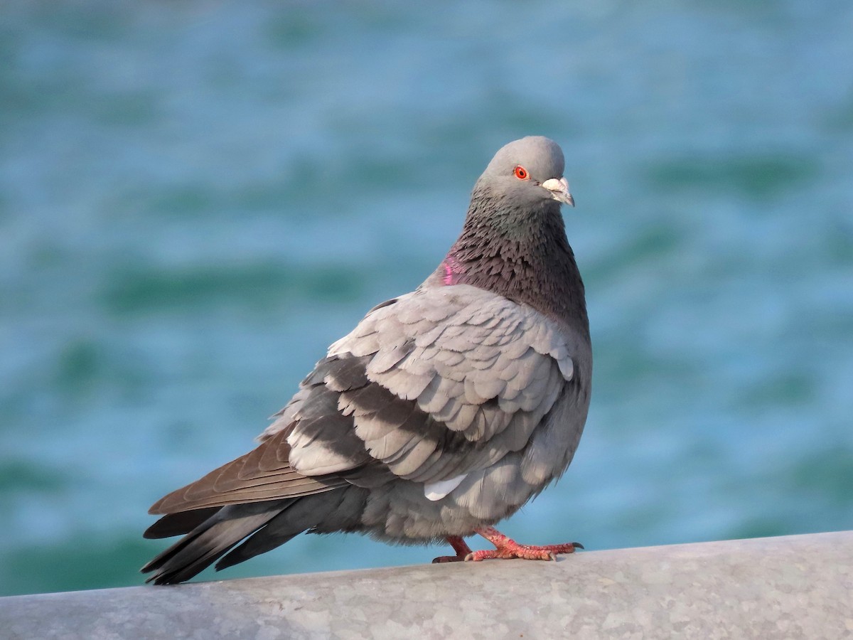 Rock Pigeon (Feral Pigeon) - ML556215411