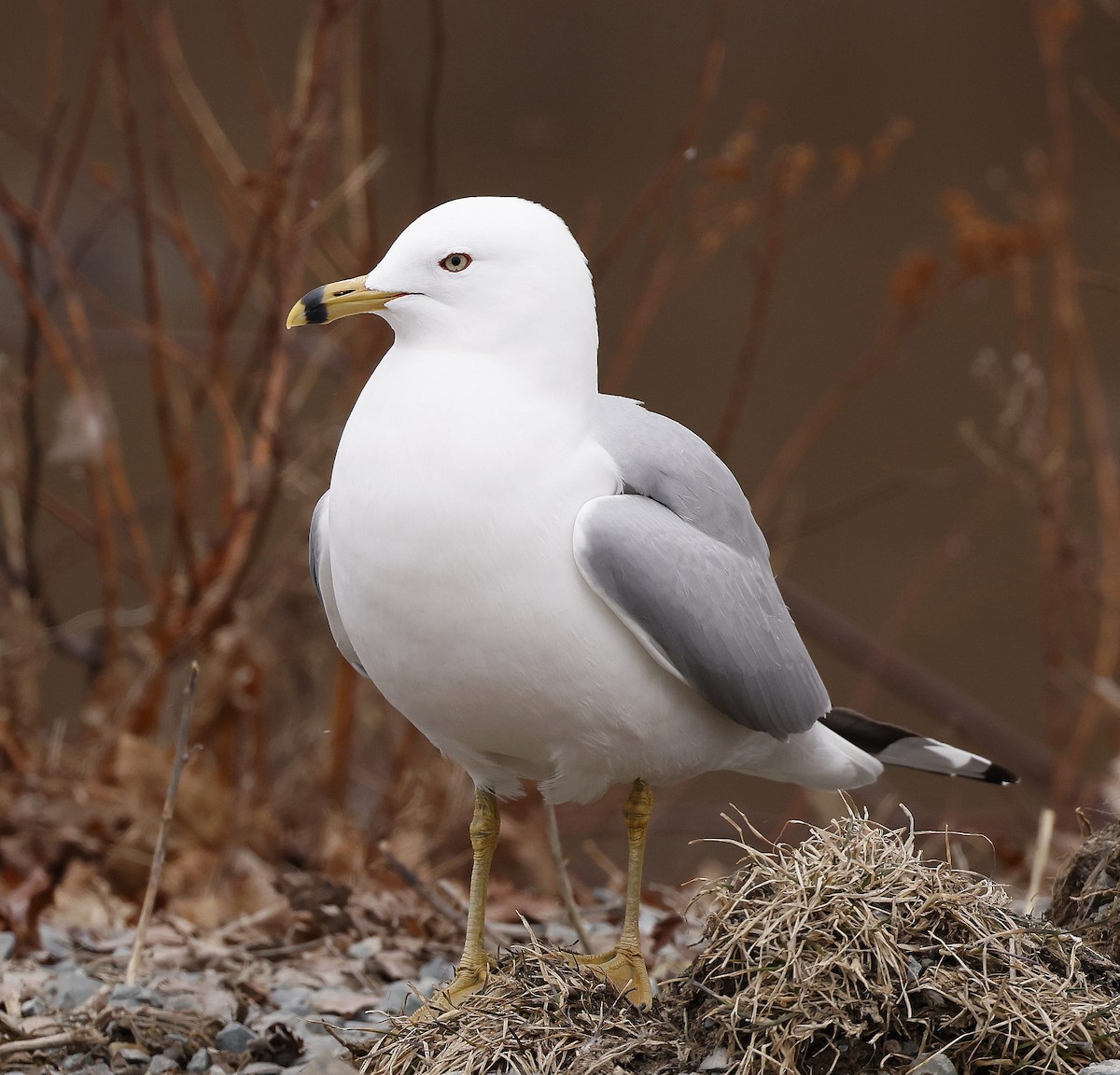 Ring-billed Gull - ML556215751