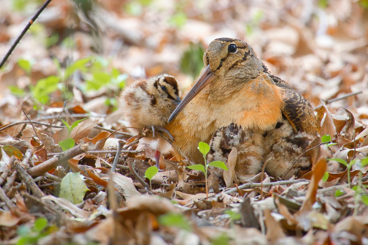 American Woodcock - ML556216261