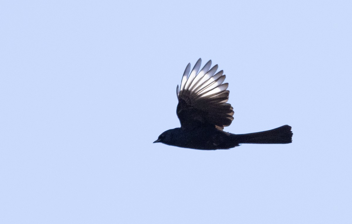 Phainopepla - Ian Davies