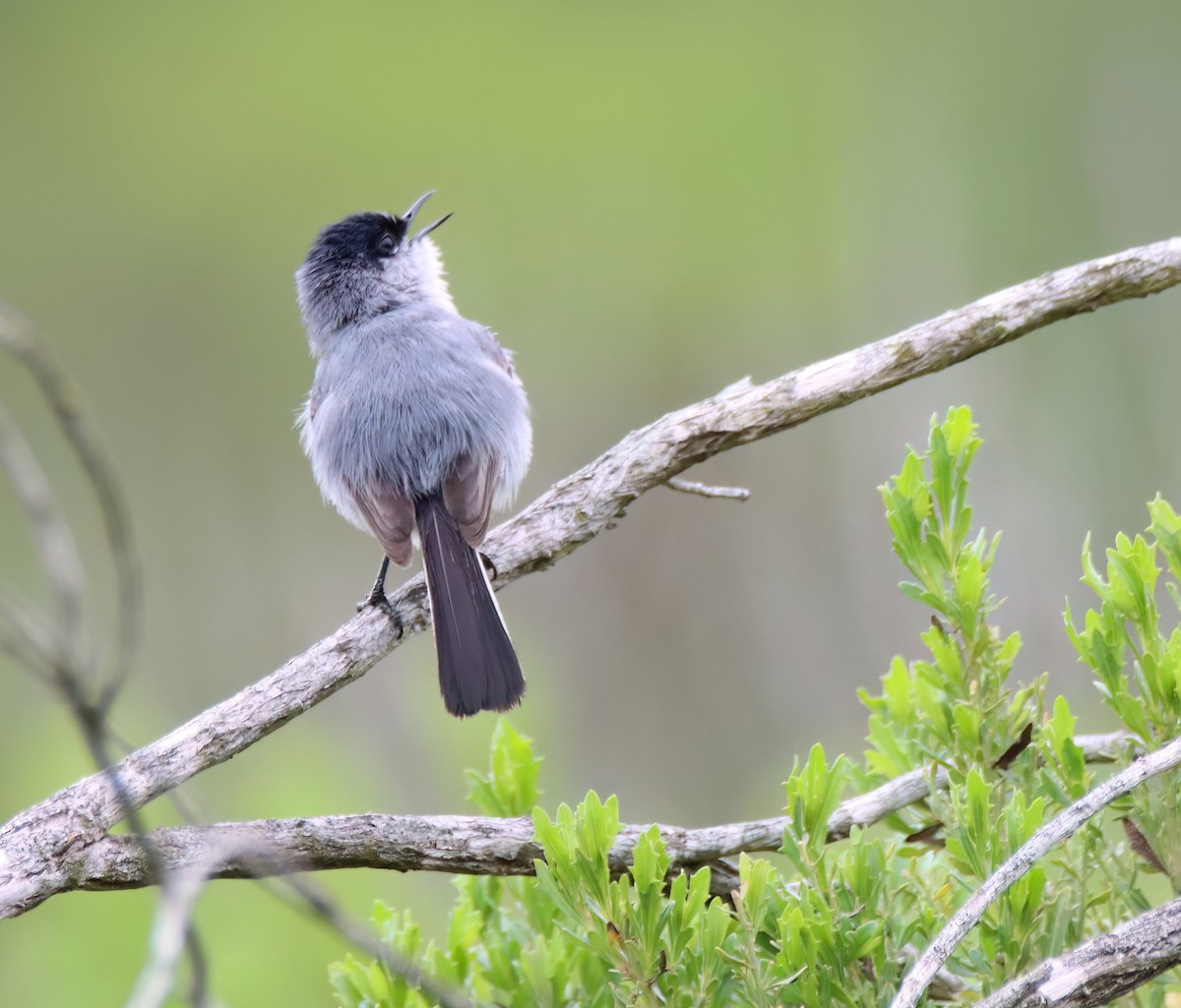 California Gnatcatcher - ML556216781