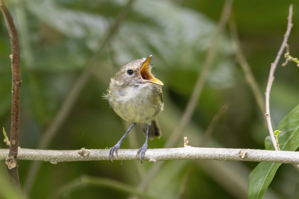 Smoky-fronted Tody-Flycatcher - ML556216941