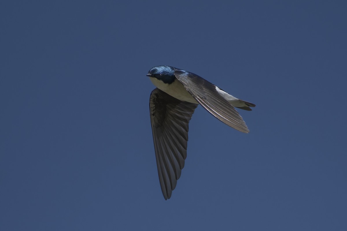 Tree Swallow - ML556218071