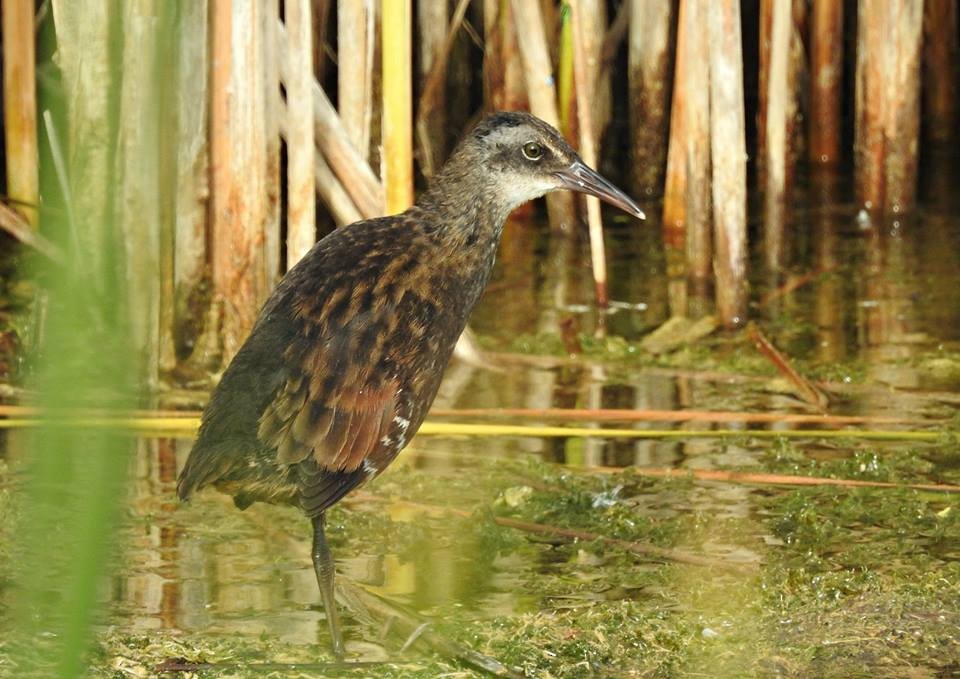 Virginia Rail - ML55621931