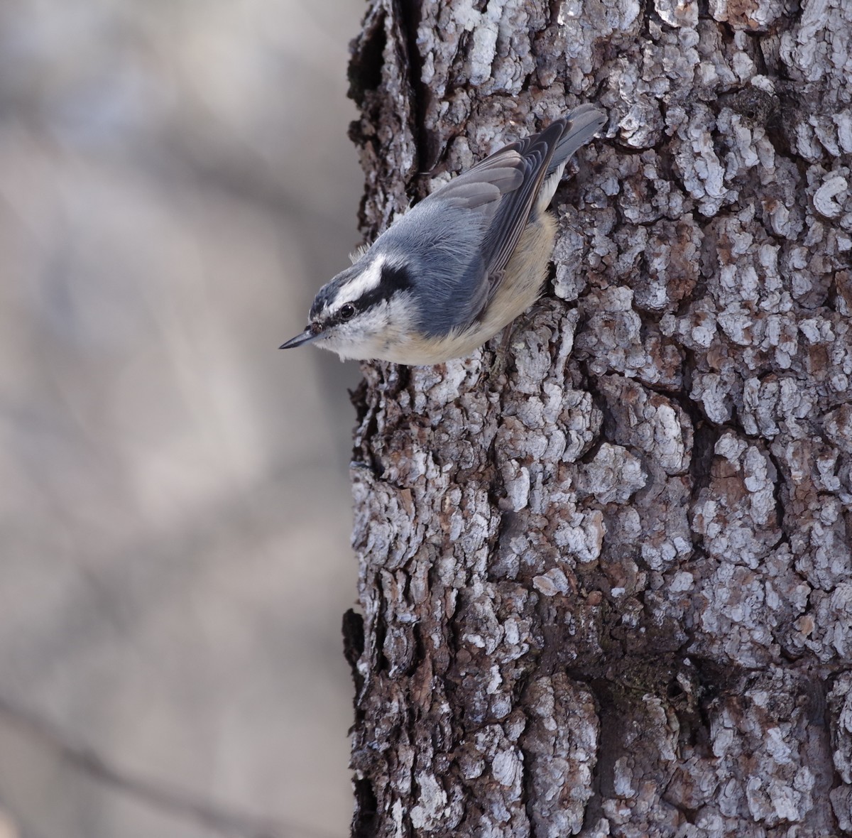 Red-breasted Nuthatch - ML556219321
