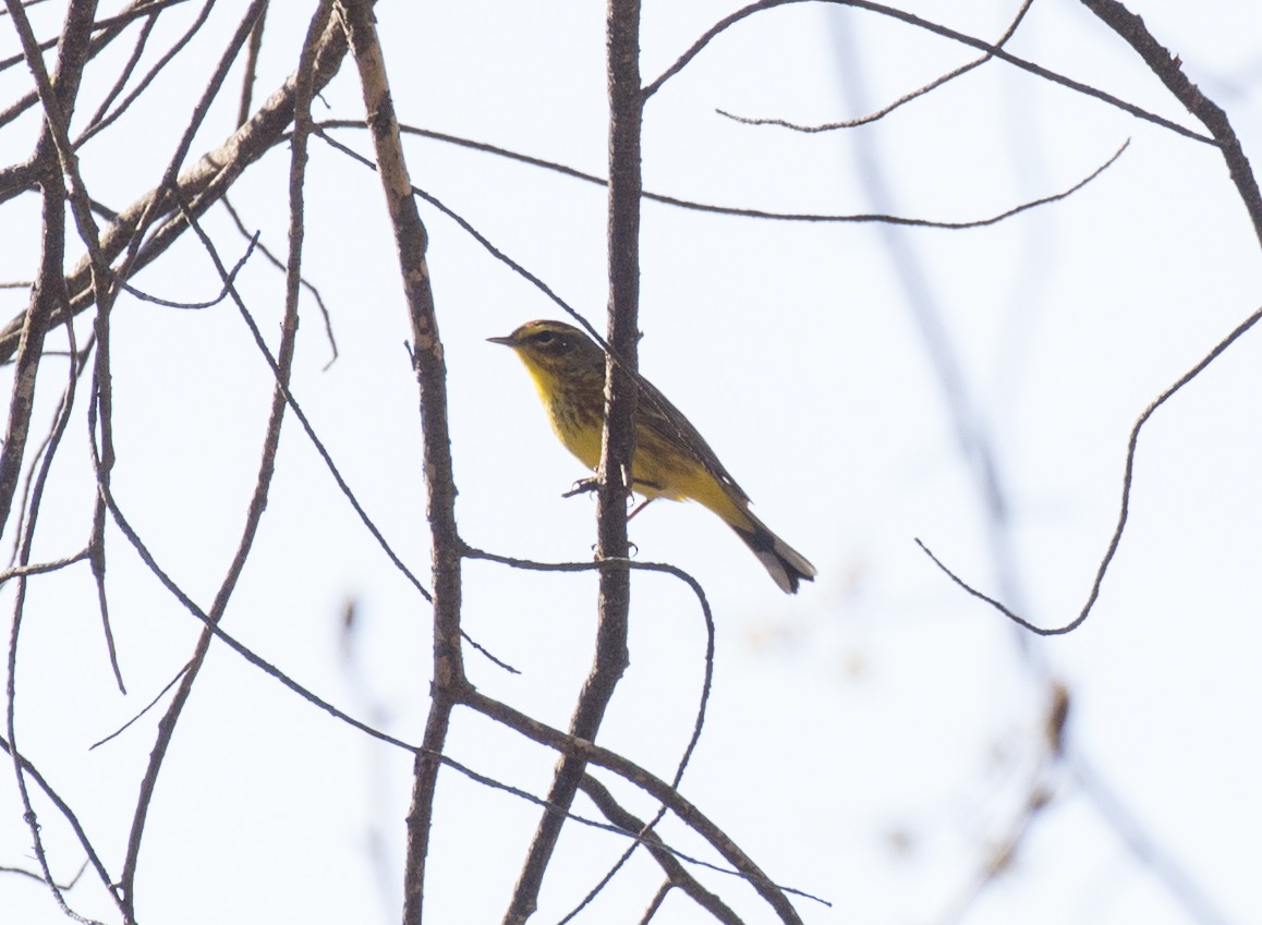Palm Warbler - ML556219541